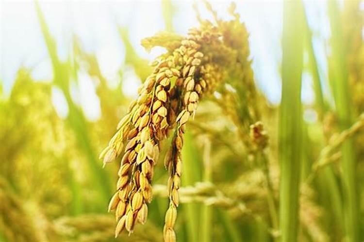 硅肥在水稻喷施最佳时间