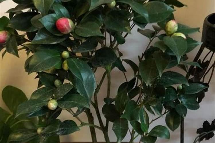 茶花能不能施叶面肥水？