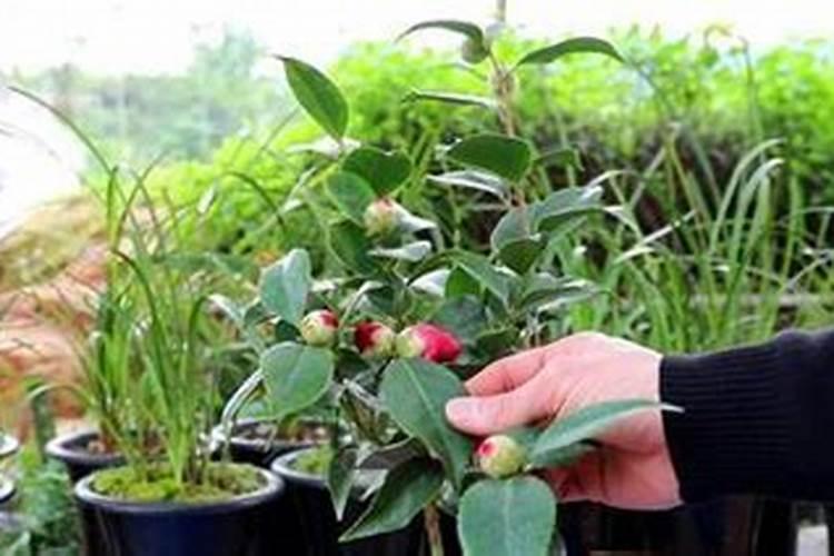 茶花在开花期间如何浇水施肥