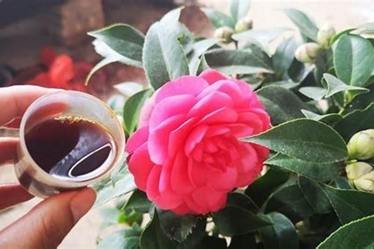 茶花开花期间可不可以叶面施肥.谢谢大家