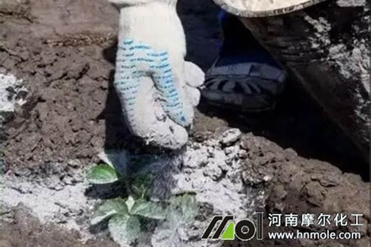 用啤酒、草木灰、白醋加红糖兑水去喷红薯,这种做法靠谱不