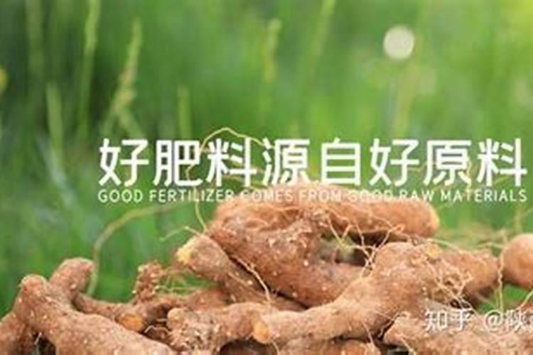 永春碳基肥的神奇之处——选天然黄姜为原料制成~
