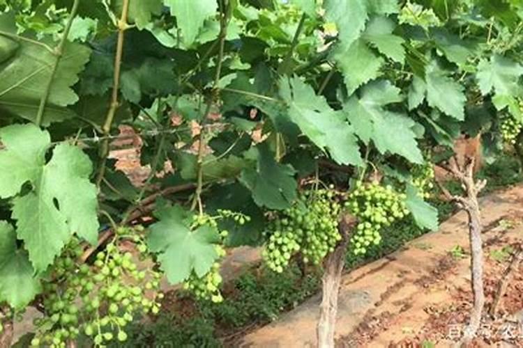 农用氧化钾能在葡萄上使用吗