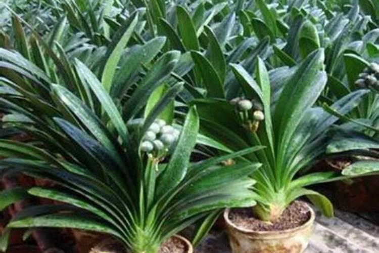 君子兰的叶面肥介绍 君子兰用什么叶面肥