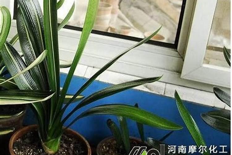 君子兰用什么叶面肥 君子兰的叶面肥介绍