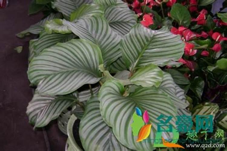 观叶植物施肥要多氮吗