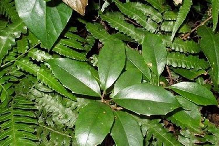 中药材使用叶面肥的时期,中药材使用叶面肥的优势？