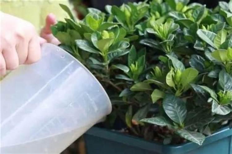 栀子花怎么施磷肥肥料？