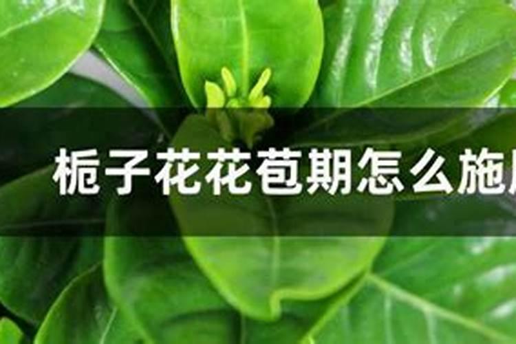 栀子花花苞期怎么施肥
