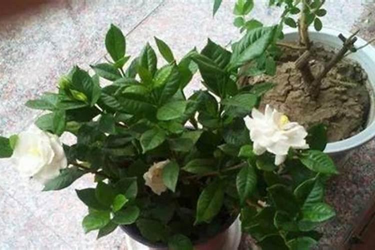 栀子花秋季如何施肥