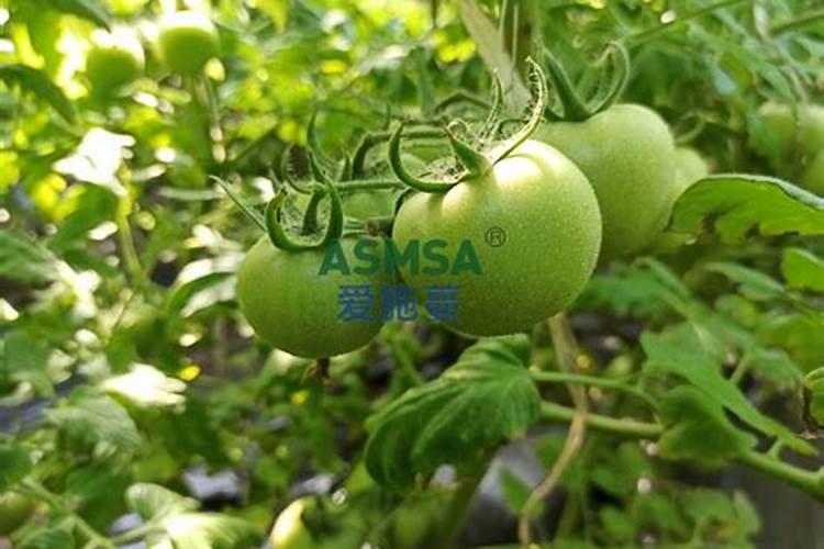 馥田丰水溶肥好用吗怎么样？