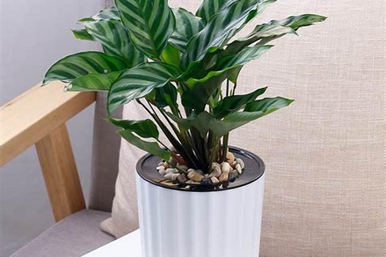 室内观叶植物叶面肥用什么最好？