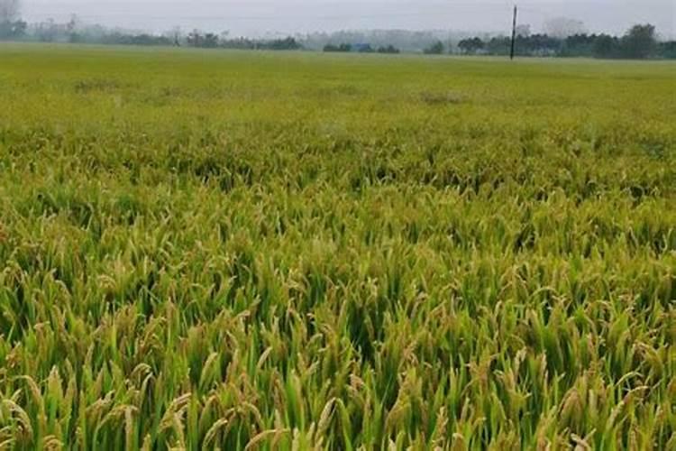 水稻主要施钾肥吗为什么要浇水？