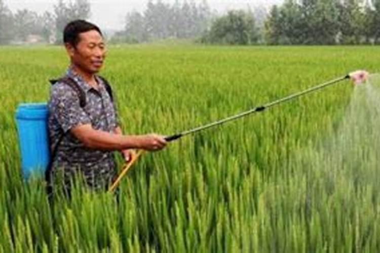 水稻什么时候施钾肥,水稻施钾肥方法