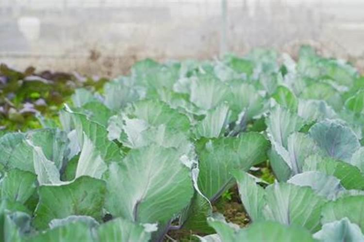 莴苣用什么水溶肥料最好？