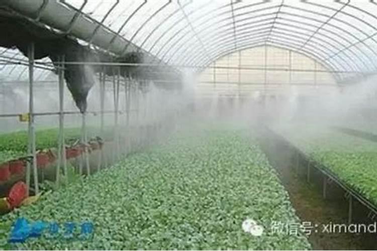 水溶肥伤根的原因有哪些？