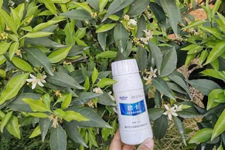 水溶肥浓度多高伤根