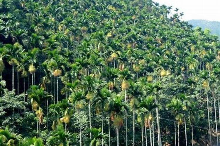 槟榔追肥方法时间