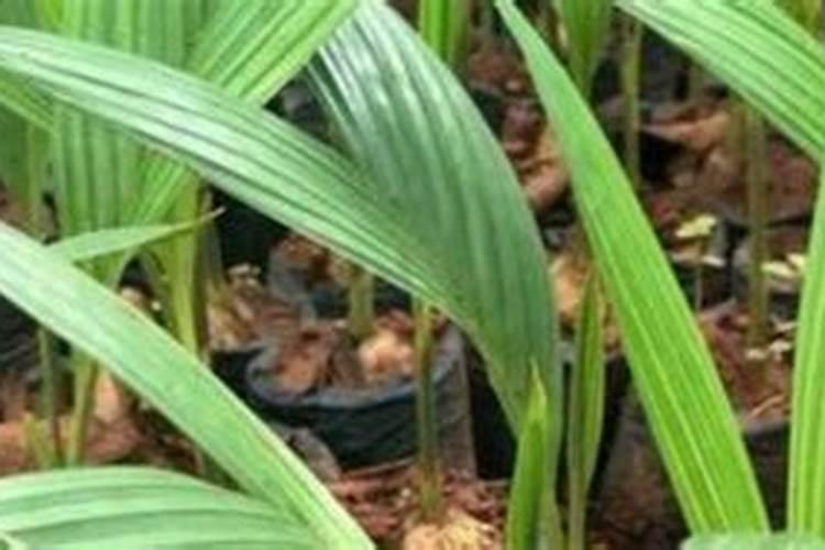 槟榔苗用什么肥长得快,刚种槟榔用哪种肥料