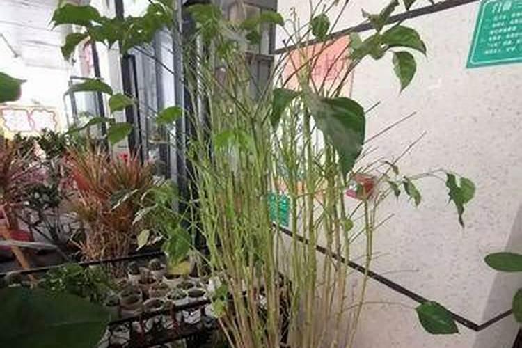 如何让幸福树树干发芽,施加氮肥并注射激活液