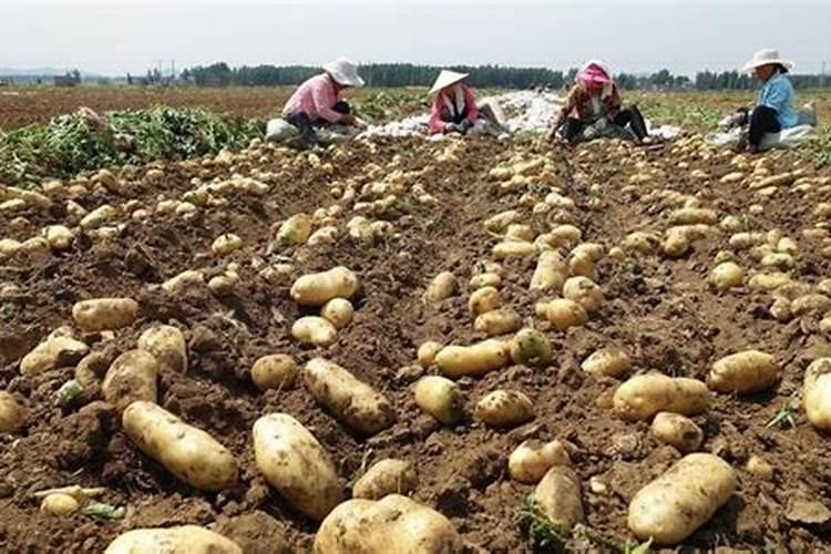 土豆的施肥方法