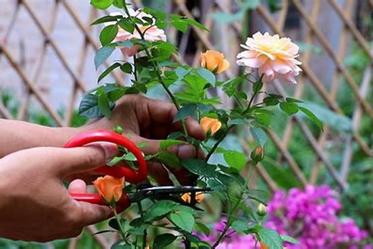 怎样给月季花上花肥