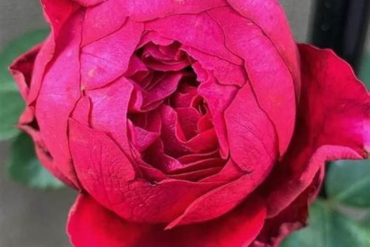 月季对营养的要求有哪些 种植月季需要哪些营养条件