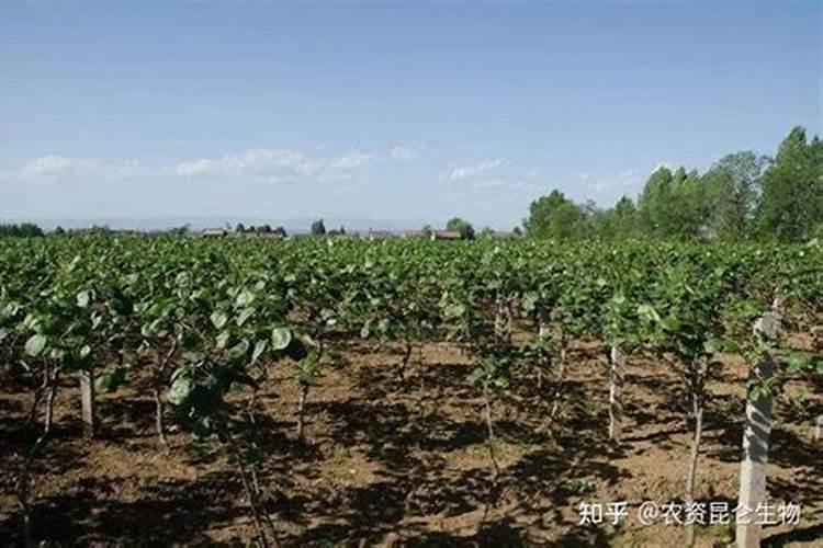 猕猴桃使用矿源能预防根腐病吗？种植猕猴桃使用矿源腐植酸肥有什么用