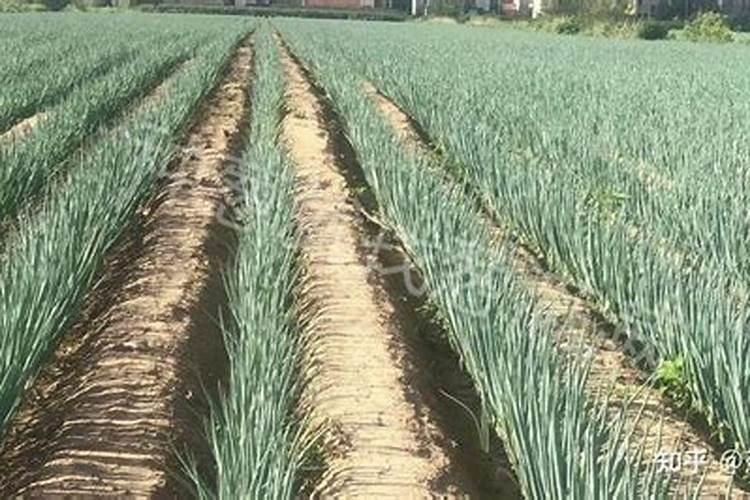 大葱用什么肥料长得粗？