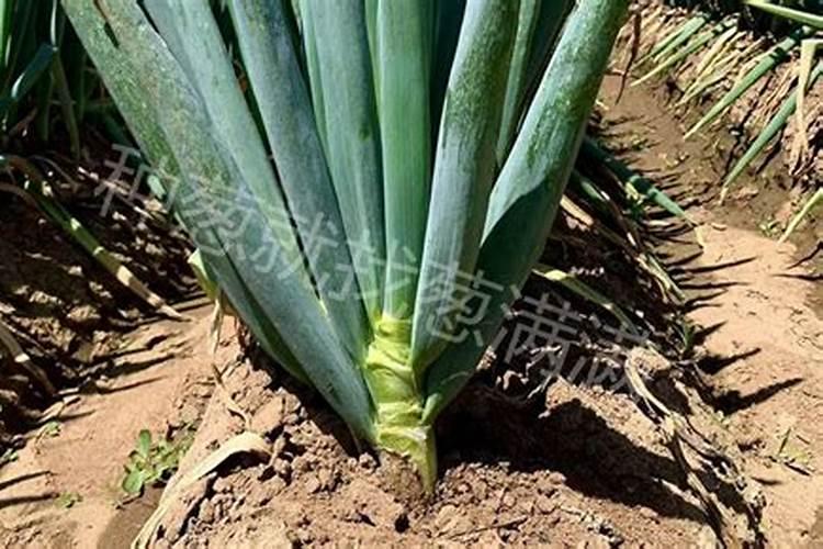 大葱怎么种植才能又粗又壮