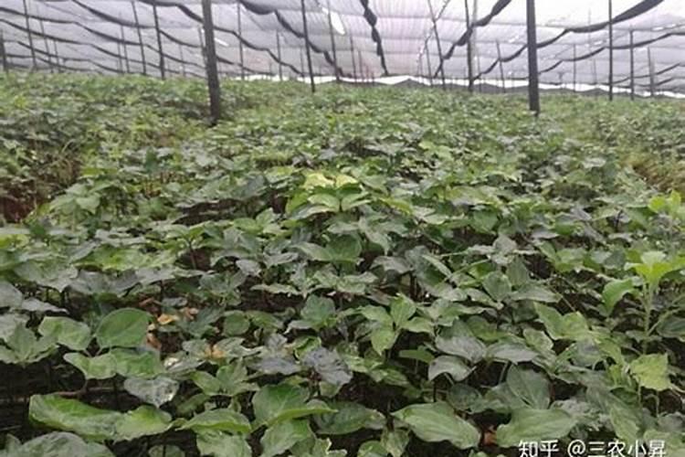 叶面肥不是量越大越好,喷施时期和浓度都要掌握好!