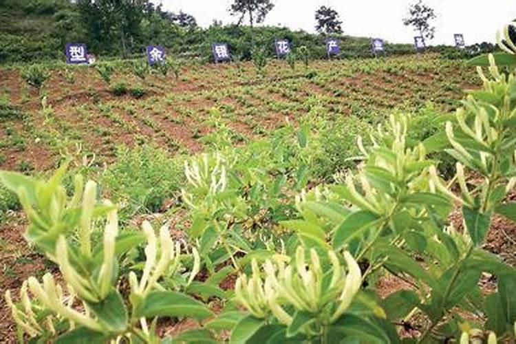 金银花施什么肥最好