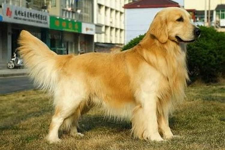 金毛怎么养的肥肥的？