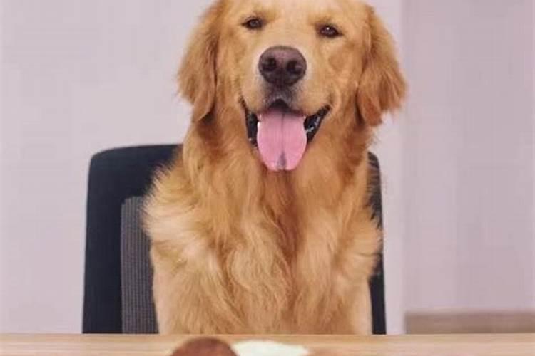 ...在家里给它准备一个温暖的小窝,小金毛怎么养？