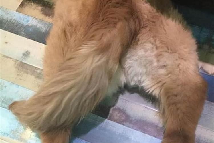 如何改善金毛犬身上异味重的情况呢？