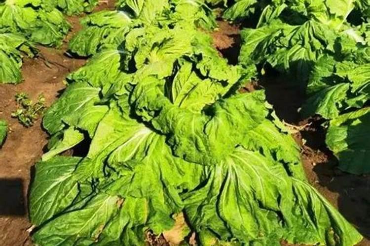 肥料浇多了白菜蔫了？