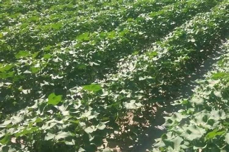 棉花钾肥什么时候滴灌最好？