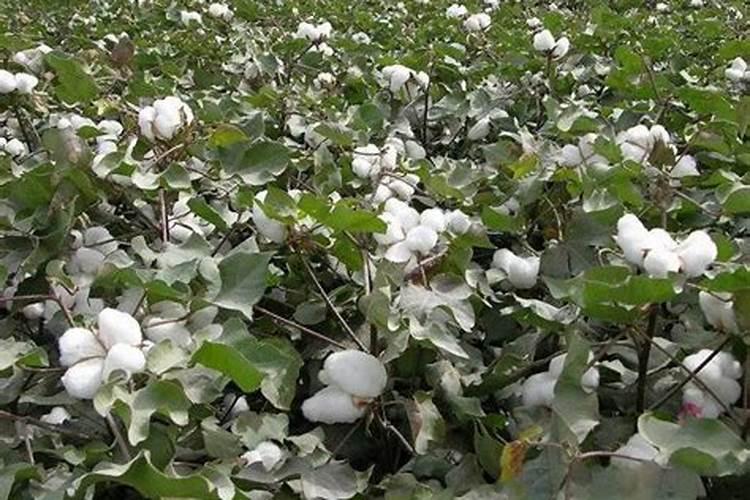 棉花种植使用黄腐酸钾什么时候合适？种植棉花增产施肥如何做