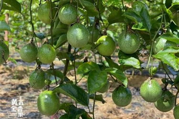 百香果施什么肥最好