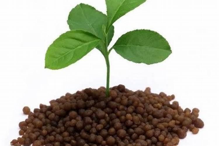 磷肥对植物起什么作用？