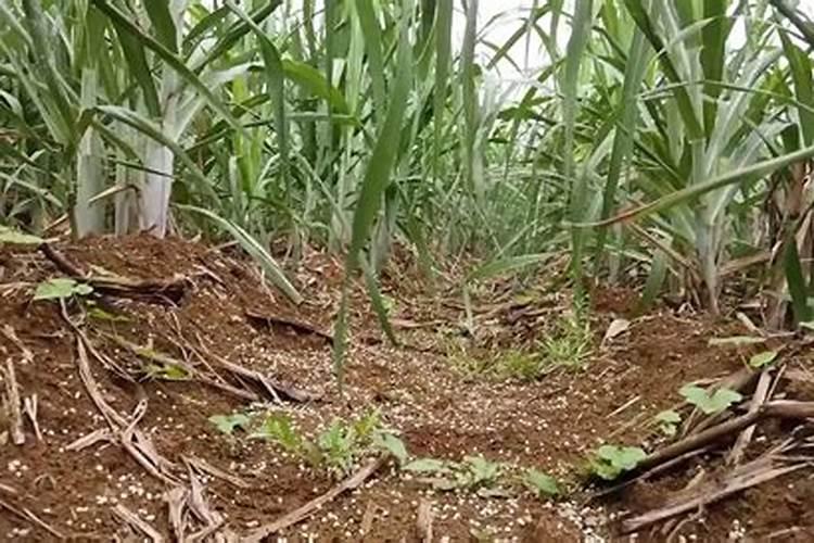 甘蔗最忌三种肥