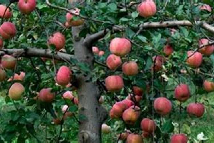 9月份苹果树追肥啥肥好