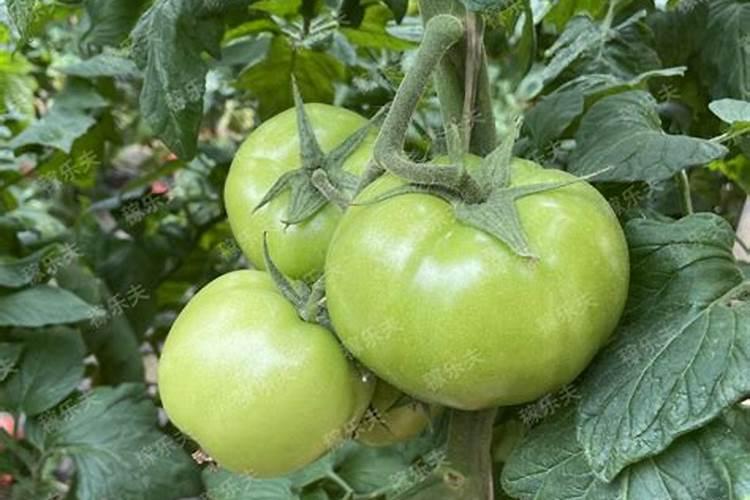 西红柿转色期能喷磷酸二氢钾吗