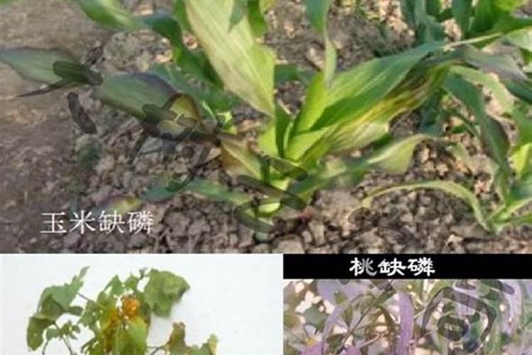 植物的磷素过多会出现哪些症状？