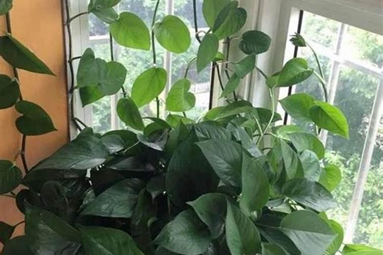 养花这样做,可以自制氮磷钾有机肥