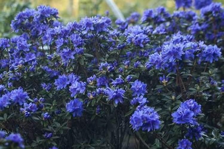 杜鹃适合什么叶面肥最好用？