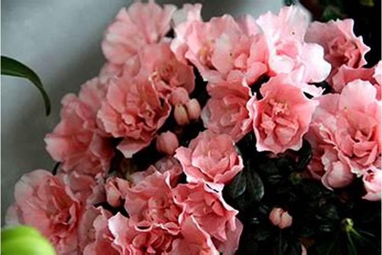 比利时杜鹃怎样养