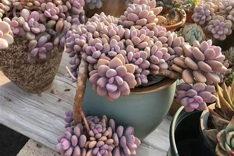 如何给多肉控水让叶片更肥？