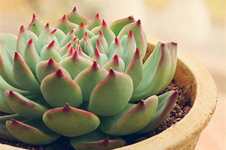 四季分明的地区养多肉,记住浇水3句“口诀”,根壮叶肥状态美