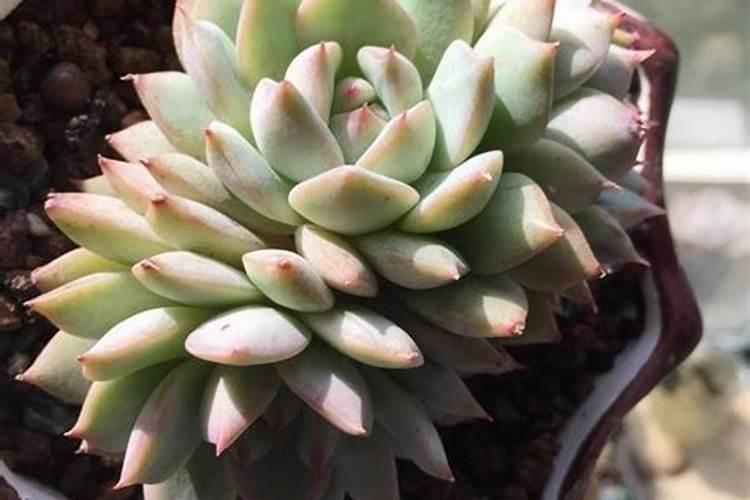 怎么把多肉养肥养圆